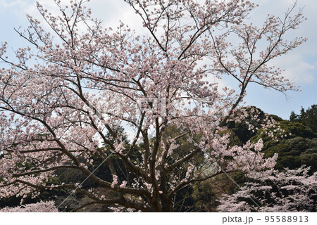 桜山公園の桜　＃17 95588913