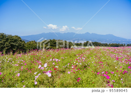 高崎鼻高展望の丘のコスモス畑 95589045