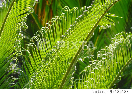 新芽の模様がきれいな葉 熱帯植物(6月)ソテツ11 新芽の模様がきれいな葉 熱帯植物(6月)ソテツ11 95589583