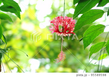 赤い風鈴のような花 熱帯植物(6月)フウリンブッソウゲ10 赤い風鈴のような花 熱帯植物(6月)フウリンブッソウゲ10 95589598