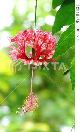 赤い風鈴のような花 熱帯植物(6月)フウリンブッソウゲ10V9.16 赤い風鈴のような花 熱帯植物(6月)フウリンブッソウゲ10V9.16 95589600
