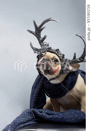 A French bulldog with blood on his face and horns on his head ready to celebrate Halloween with his head up and inhaling the scent. Photo in the studio against a gray background. A French bulldog with blood on his face and horns on his head ready to celebrate Halloween with his head up and inhaling the scent. Photo in the studio against a gray background. 95590256