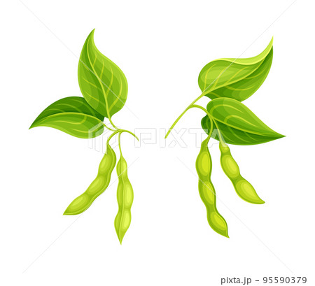 Soy Bean Green Pod Hanging on Branch as Edible Vegan Product Vector Set Soy Bean Green Pod Hanging on Branch as Edible Vegan Product Vector Set 95590379