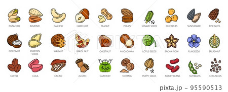 Nuts outline color icons, walnut, almond and cashew seeds, vector peanut and hazelnut. Nuts linear icons of pistachio, macadamia and pecan, food snack coconut, brazil nut and beans or sesame seeds 95590513