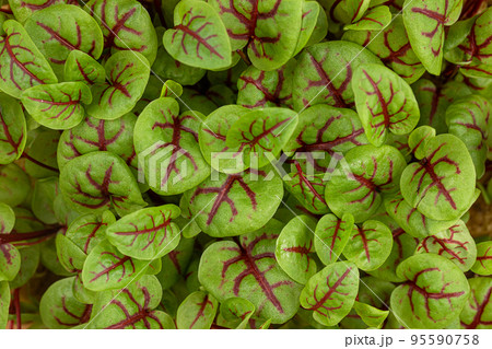 Red veined microgreen sorrel leaves background 95590758