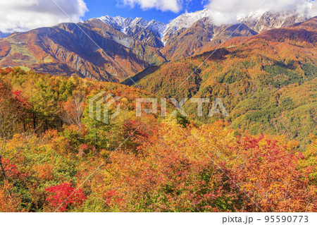 秋の岩岳マウンテンリゾートからの三段紅葉 95590773