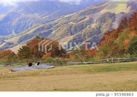 秋の岩岳マウンテンリゾートからの三段紅葉 95590863
