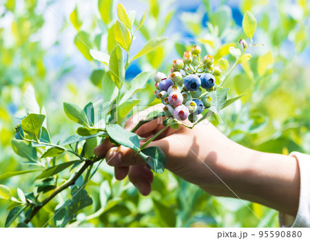 ブルーベリーを摘み取る手 ブルーベリーを摘み取る手 95590880