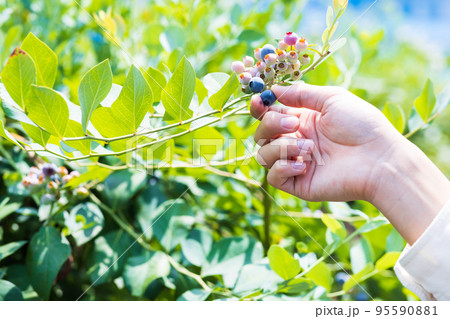 ブルーベリーを摘み取る手 95590881