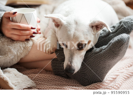 Cozy home, woman covered with warm blanket, drinks coffee, sleeping dog next to woman. Cozy home, woman covered with warm blanket, drinks coffee, sleeping dog next to woman. 95590955