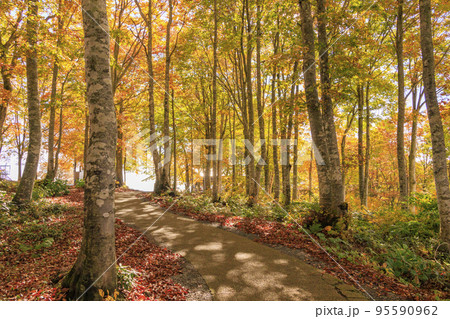 秋の岩岳マウンテンリゾートからの三段紅葉 95590962