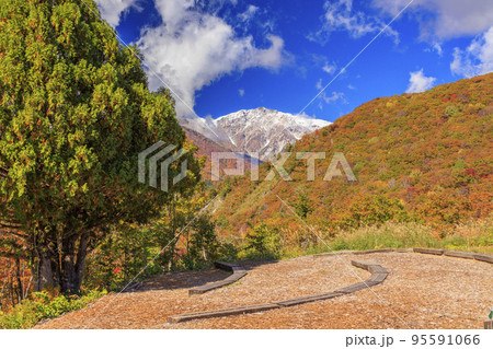 秋の岩岳マウンテンリゾート白馬ヒトトキノモリからの三段紅葉 95591066