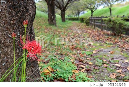 ひっそりと静かに咲いている彼岸花 秋の日の公園 茨城 ひっそりと静かに咲いている彼岸花 秋の日の公園 茨城 95591346