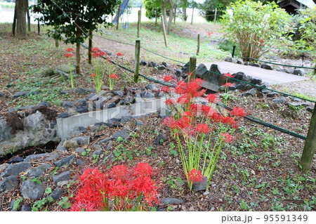 ひっそりと静かに咲いている彼岸花 秋の日の公園 茨城 ひっそりと静かに咲いている彼岸花 秋の日の公園 茨城 95591349