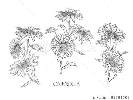Calendula medicinal herbs and flowers. Calendula medicinal herbs and flowers. 95591505