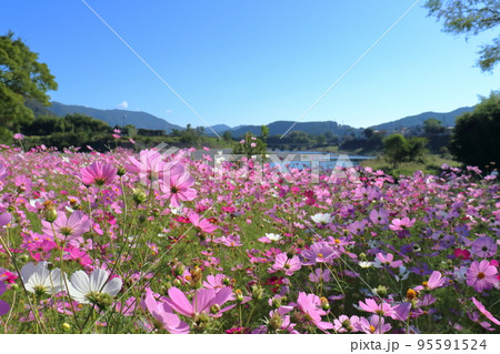 河川敷を飾るコスモスの花 (高知県 越知町 宮の前公園) 河川敷を飾るコスモスの花 (高知県 越知町 宮の前公園) 95591524