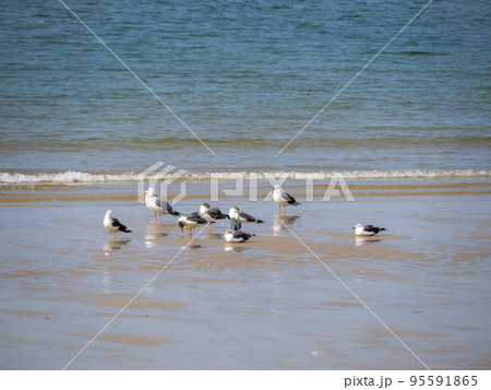海鳥のいる穏やかな海の砂浜の波打ち際。 95591865
