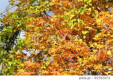 紅葉した木の葉（栃木県那須高原） 95592072
