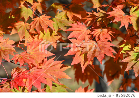 紅葉した木の葉（栃木県那須高原） 95592076