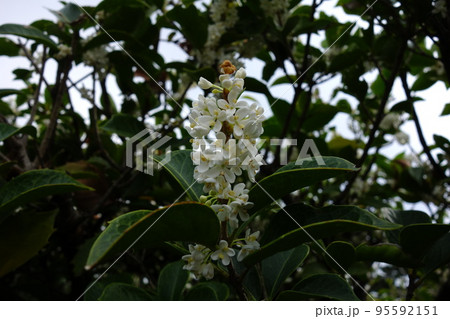 ヒイラギモクセイ ヒイラギモクセイ 95592151