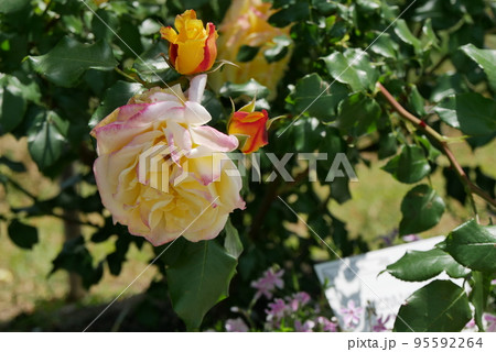 黄色とピンクの薔薇と葉 95592264