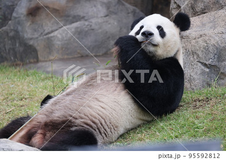 パンダ パンダ 95592812