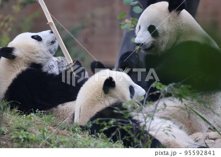 親子パンダ 95592841