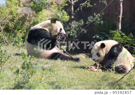 親子パンダ 95592857