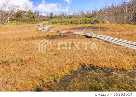 紅葉真っ盛りな栂池自然園 紅葉真っ盛りな栂池自然園 95593014
