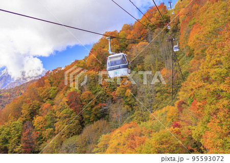 紅葉真っ盛りな栂池自然園 紅葉真っ盛りな栂池自然園 95593072