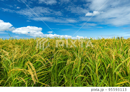 【水田・稲作】実りの秋。稲刈りまであとわずか 95593113