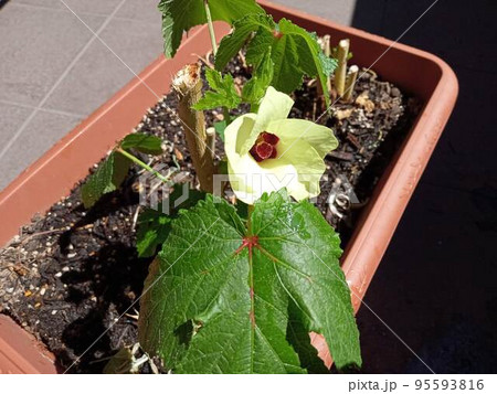 オクラの花、片づけた枝から。 オクラの花、片づけた枝から。 95593816