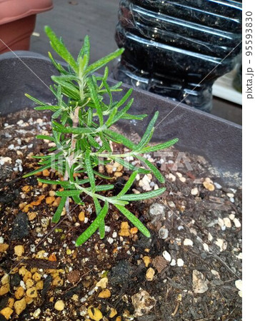 ベランダのローズマリー 95593830
