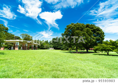 東京　夏の光が丘公園 95593983