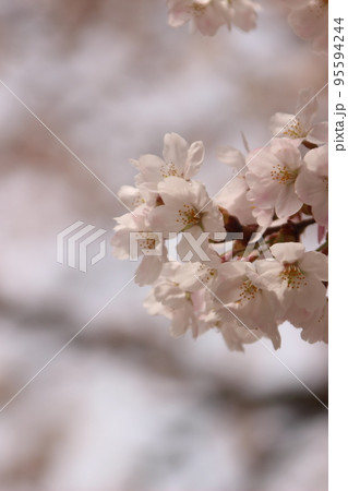 桜・満開 桜の開花イメージ 95594244