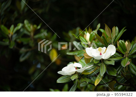 タイサンボクの花 95594322