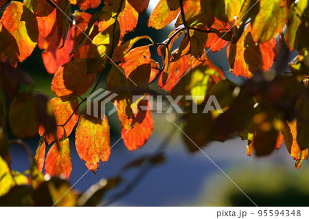 ハナミズキの紅葉 ハナミズキの紅葉 95594348