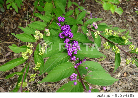 ムラサキシキブ ムラサキシキブ 95594388