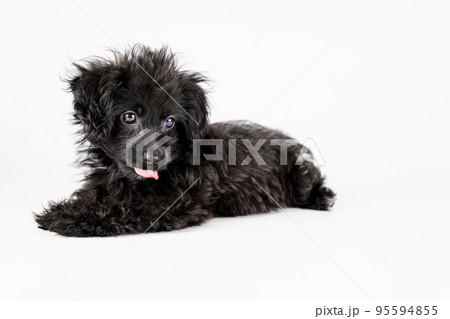 振り向いて舌を出すミックスの仔犬 振り向いて舌を出すミックスの仔犬 95594855