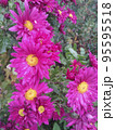 A bush of blooming pink chrysanthemums. 95595518