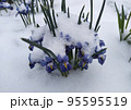 Bush of blue flowers in the snow. 95595519