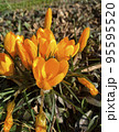 Flowering bush of bright yellow crocus. 95595520