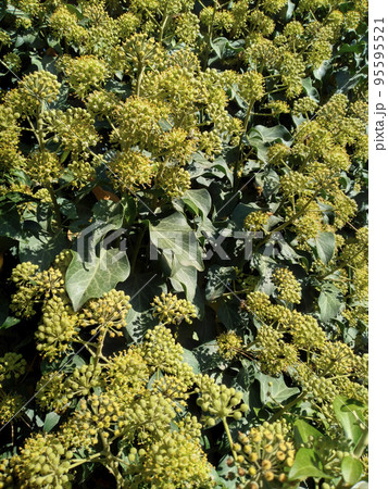 Flowering ivy plant. 95595521