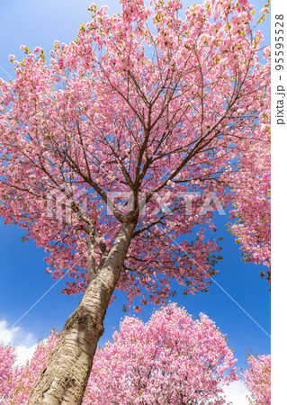 青空に映える桜　赤城南面千本桜　群馬県　前橋市 95595528