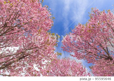 青空に映える桜　赤城南面千本桜　群馬県　前橋市 95595646
