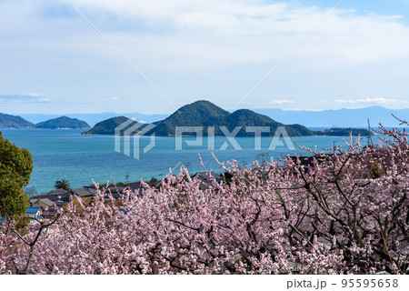 瀬戸内海の海岸風景、福山市田尻町の杏の花と鞆の浦の仙酔島 95595658