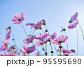 ピンクのコスモスと秋の青空 95595690