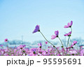 ピンクのコスモスと秋の青空 95595691