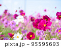 ピンクのコスモスと秋の青空 95595693