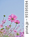 ピンクのコスモスと秋の青空 95595694